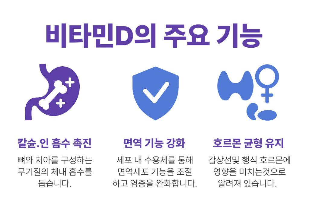 비타민D 주요 기능 인포그래픽