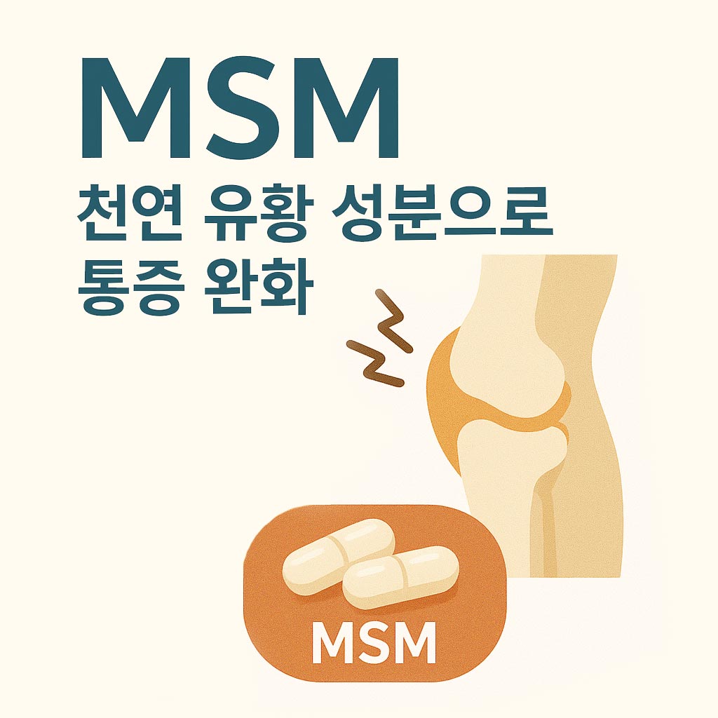 MSM 인포그래픽