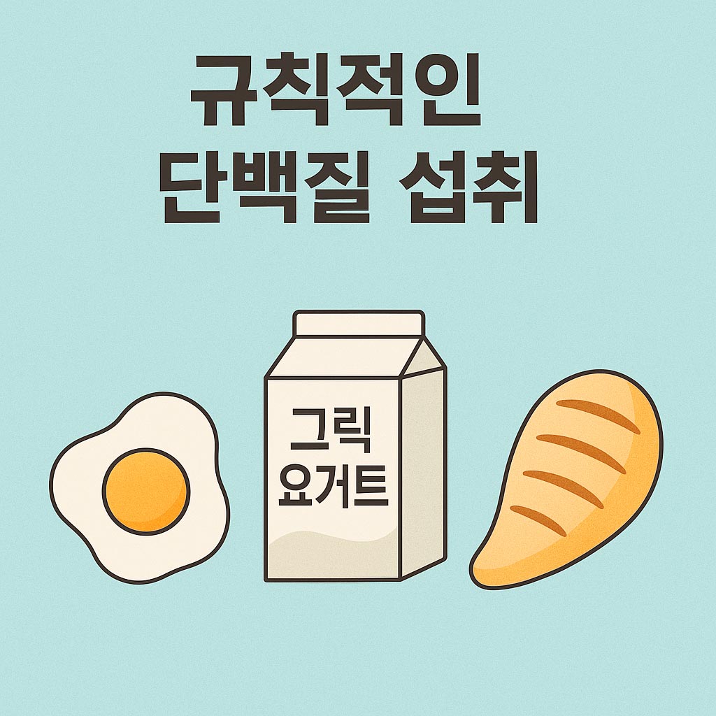 규칙적인 단백질 섭취